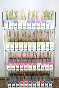 Bogyós gyümölcsűek     BOGYÓS GYÜMÖLCS MIX 30/40 K2