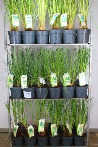 Pampafű  CORTADERIA FAJTÁK 60/80 K6,5