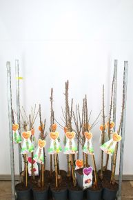 Törpe almafa   MALUS DOMESTICA (OSZLOPOS) 70/90 K5