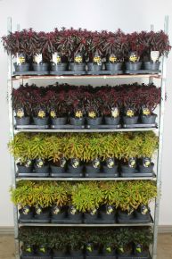 Kutyatej   EUPHORBIA AMYGDALOIDES FAJTÁK 30/40 CS15