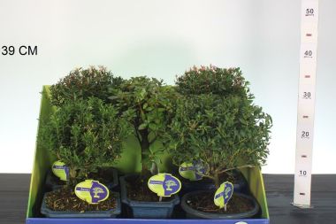Kölönböző növények bonsai tálban BONSAI MIX 30/35 CS18