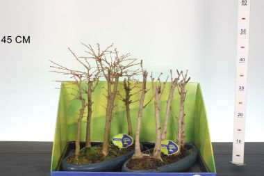 Kölönböző növények bonsai tálban BONSAI MIX 45/50 CS35