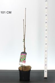 Illatos fűszercserje  CALYCANTHUS HARTLAGE WINE 30/50 K3