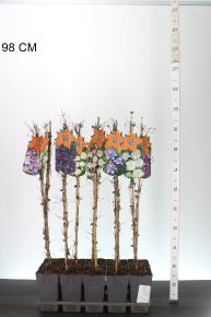 Iszalag       CLEMATIS FAJTÁK 90CM K2