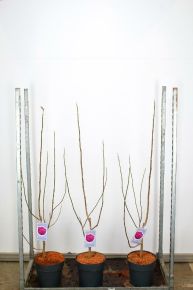 Liliomfa   MAGNOLIA BLACK TULIP 80/100 K10