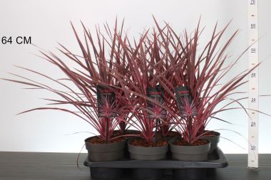 bunkóliliom  CORDYLINE AUSTRALIS CHARLIE BOY 30/35 CS17