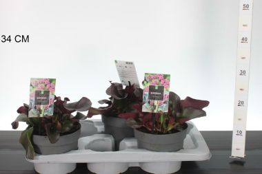 Bőrlevél   BERGENIA CORDIFOLIA EROICA K2