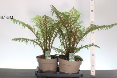Serlegpáfrány  CYATHEA HIGHLAND LACE 60CM CS23