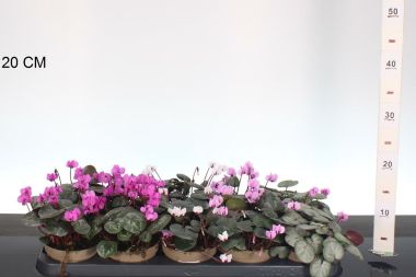 Ciklámen  CYCLAMEN FAJTÁK CS11