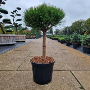 Japán erdeifenyő     PINUS DENSIFLORA ALICE VERKADE T40 40/+ K20