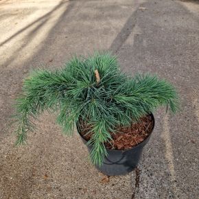 Törpe atlasz cédrus   CEDRUS LIBANI HEDGEHOG 25/30 K5