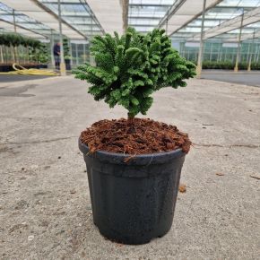 Törpe japán szugifenyő  CRYPTOMERIA JAPONICA TOMAHAWK 20/+ K4,5