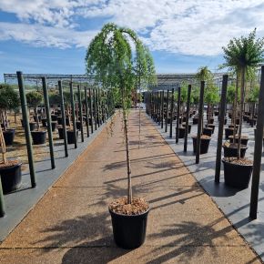 Japán vörösfenyő    LARIX KAEMPFERI STIFF WEEPING T120 K18