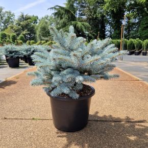 Gömb ezüstfenyő    PICEA PUNGENS GLAUCA GLOBOSA 30/40 K12