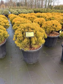 Aranylombú havasi törpefenyő   PINUS MUGO CARSTEN'S WINTERGOLD 40/50 K25