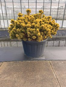 Aranylombú havasi törpefenyő   PINUS MUGO CARSTEN'S WINTERGOLD 120/140 K230