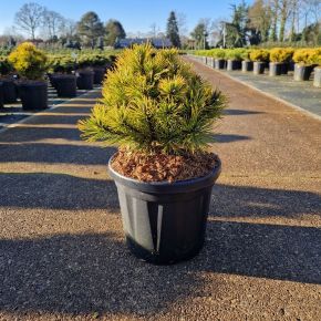 Aranylombú havasi törpefenyő   PINUS MUGO WINTERGOLD 20/+ K6