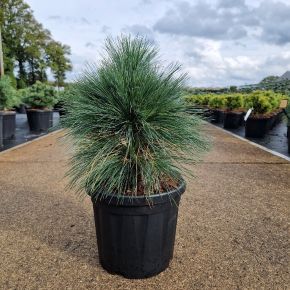 Törpefenyő     PINUS SCHWERINII WIETHORST 20/30 K6
