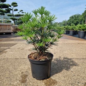 Japán ernyőfenyő  SCIADOPITYS VERTICILLATA GREEN DIAMOND 15/20 K3