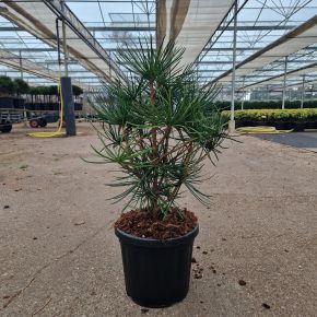 Japán ernyőfenyő  SCIADOPITYS VERTICILLATA 35/40 K6