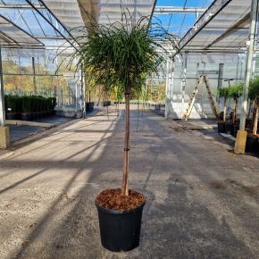 Fonalas tuja   THUJA PLICATA WHIPCORD T70 K15