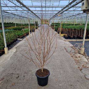 Csillagsom     CORNUS KOUSA MILKY WAY 100/140 K25