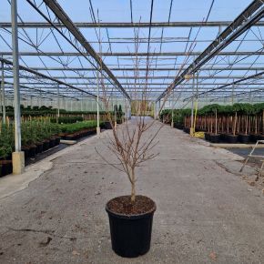 Csillagsom     CORNUS KOUSA ROBERT'S SELECT 100/120 K20