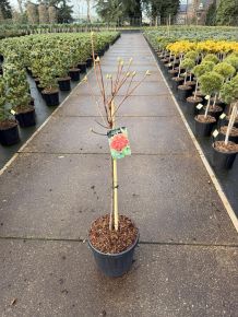 Japán azálea  AZALEA KNAPHILL GIBRALTAR T60 K15