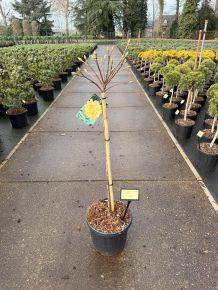 Japán azálea   AZALEA KNAPHILL GOLD TOPAS T60 K15