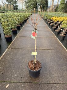 Japán azálea   AZALEA KNAPHILL ROYAL COMMAND T60 K15