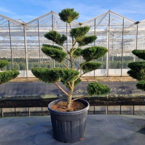 Terülő boróka   JUNIPERUS MEDIA MINT JULEP BONSAI 160/170 K130