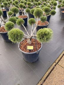 Hosszútűjű gömb feketefenyő    PINUS NIGRA BREPO BONSAI EXTRA 60/70 K45