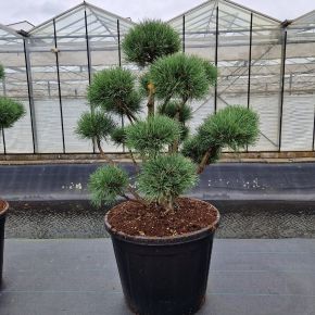 Törpe erdeifenyő-bonsai    PINUS SYLVESTRIS WATERERI BONSAI 100/120 K110