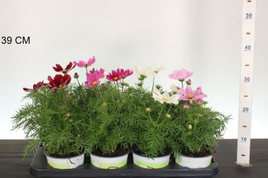 Kerti pillangóvirág  COSMOS BIPPINNATUS CS13