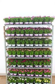 Afrikai aranyvirág  OSTEOSPERMUM ECKLONIS CS10,5