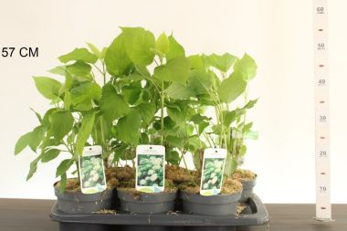 Cserjés hortenzia   HYDRANGEA ARBORESCENS ANNABELLE 40/+ CS17