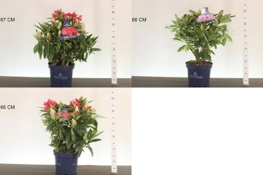 Havasszépe    RHODODENDRON HYBRIDEN MIX 30/40 K5