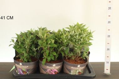 Nyári orgona BUDDLEIA DAVIDII BUTTERFLY CANDY K2