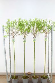 Tarkalevelű japán fűz SALIX INTEGRA HAKURO-NISHIKI T120 K5