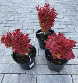 Japán vérborbolya    BERBERIS THUNBERGII ORANGE ICE K2