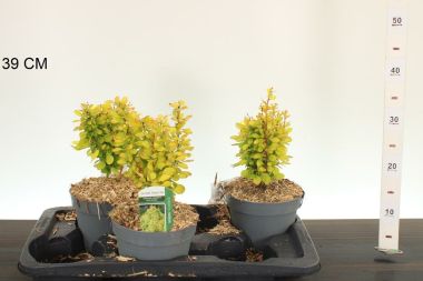 Japán vérborbolya BERBERIS THUNBERGII ADMIRATION 15/20 K2