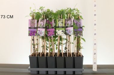 Iszalag     CLEMATIS FAJTÁK 60CM K2