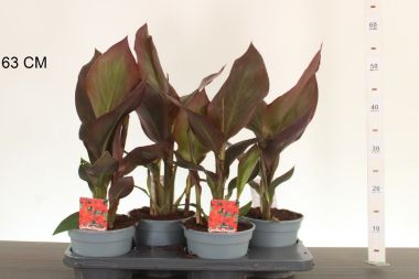 Kerti kannavirág CANNA IN CULTIVARS 50CM CS17