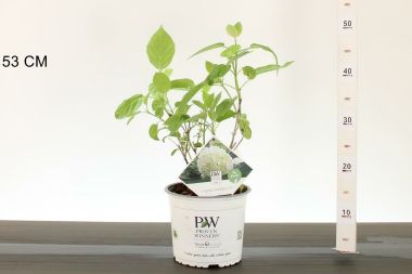 Cserjés hortenzia   HYDRANGEA ARBORESCENS STRONG ANNABELLE 25/30 K3