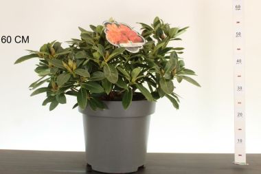 Havasszépe    RHODODENDRON HYBRIDEN MIX 30/40 K5