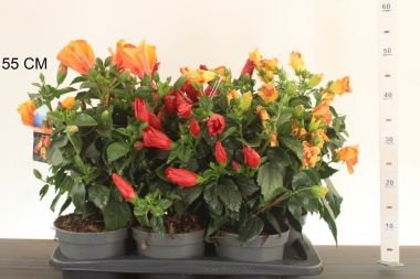 Kínai hibiszkusz   HIBISCUS ROSA SINENSIS 20/25 CS17