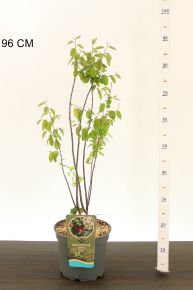 mézalmácska AMELANCHIER LAMARCKII 60/80 K5
