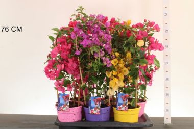 Murvafürt   BOUGAINVILLEA DANIA 60/65 CS17