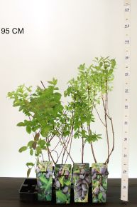 Mézbogyó   LONICERA CAREULEA KAMTSCHATIKA K2