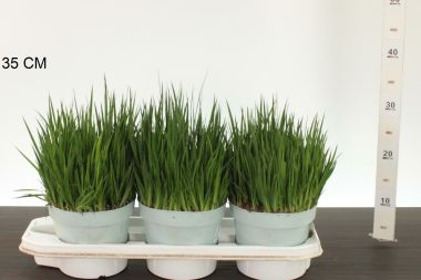 Törpe szittyó JUNCUS ENSIFOLIUS CS17
